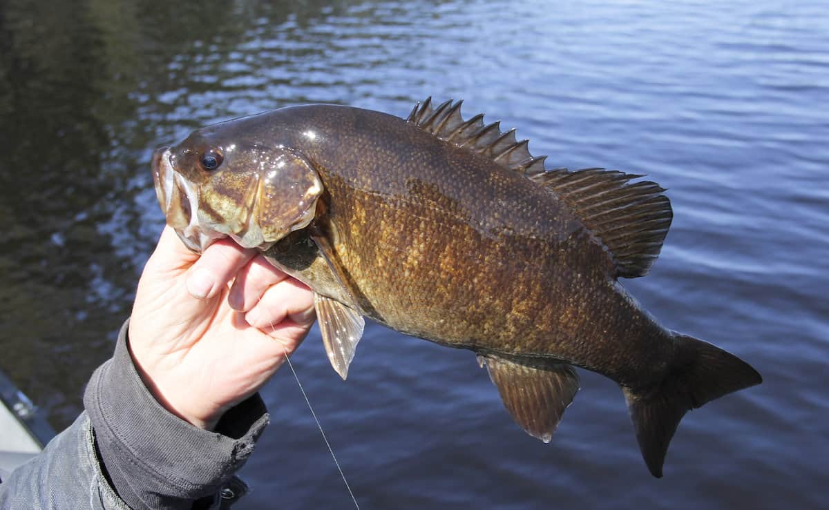 A hand holding up a nice smallmouth bass in front of water where it was caught.