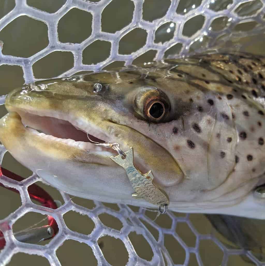 Closeup of a brown trout in a landing net, with a Phoebe fishing lure in its mouth.