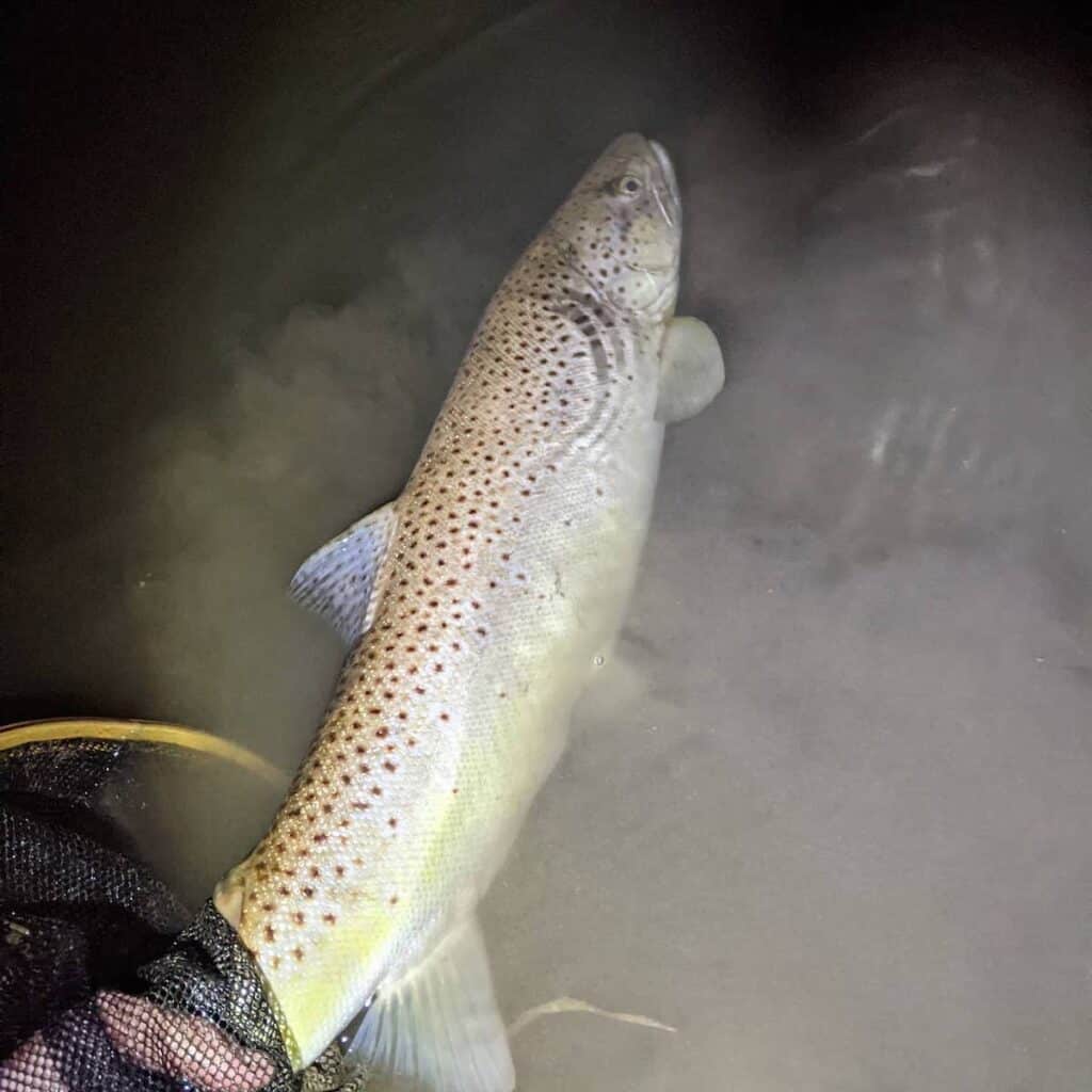 A very large brown trout held in the water by an angler's hand just before release while fishing at night.