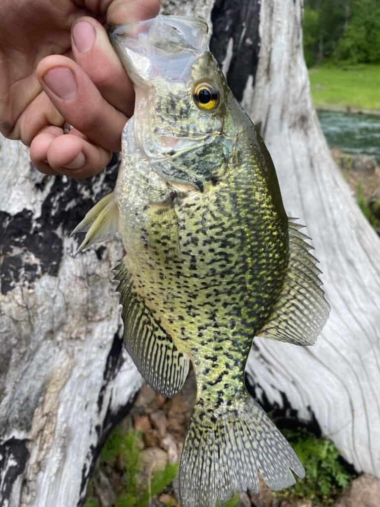Nice crappie held in front of a bleached out stump at Cottage Grove Reservoir, which offers fishing for a variety of trout, bass and panfish.