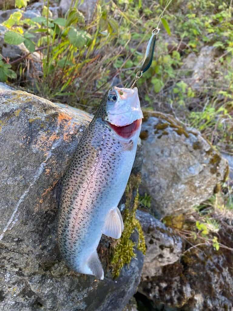 A freshly caught rainbow trout with a lure still in its mouth on a rock at Dexter Lake, where the angler was fishing.
