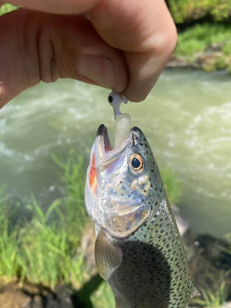 A wild cutthroat trout with a jig in its mouth being held by an angler fishing in Fall Creek, Oregon.