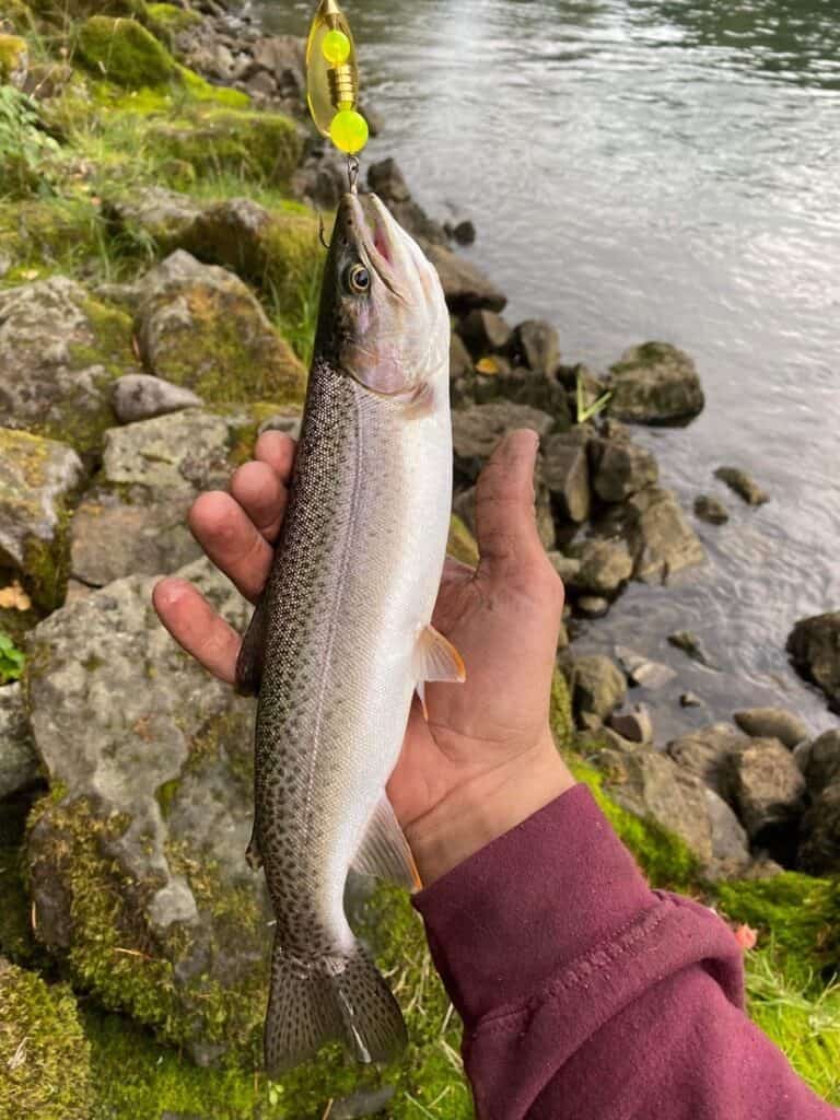 A trout with a fishing spinner in its mouth and a hand cradling it for the photo, with Hills Creek Reservoir in the background.