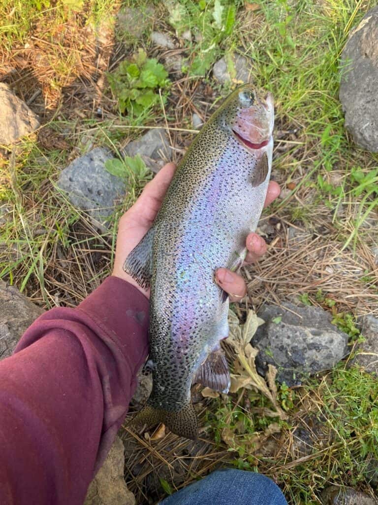 An angler's hand holds a colorful rainbow trout over grass for a photo before release back into the Little Deschutes River.
