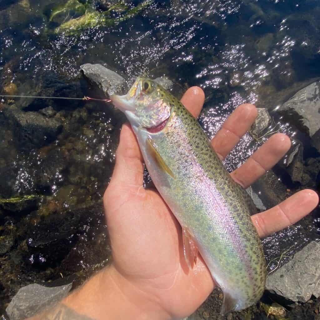 An angler's hand holds a typical rainbow trout with a hook in its mouth, with a little bit of shallows of the McKenzie River behind the fish.
