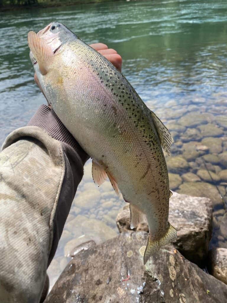 An angler's hand holds a fat rainbow trout caught in the Middle Fork of the Willamette River, which shows in the background.