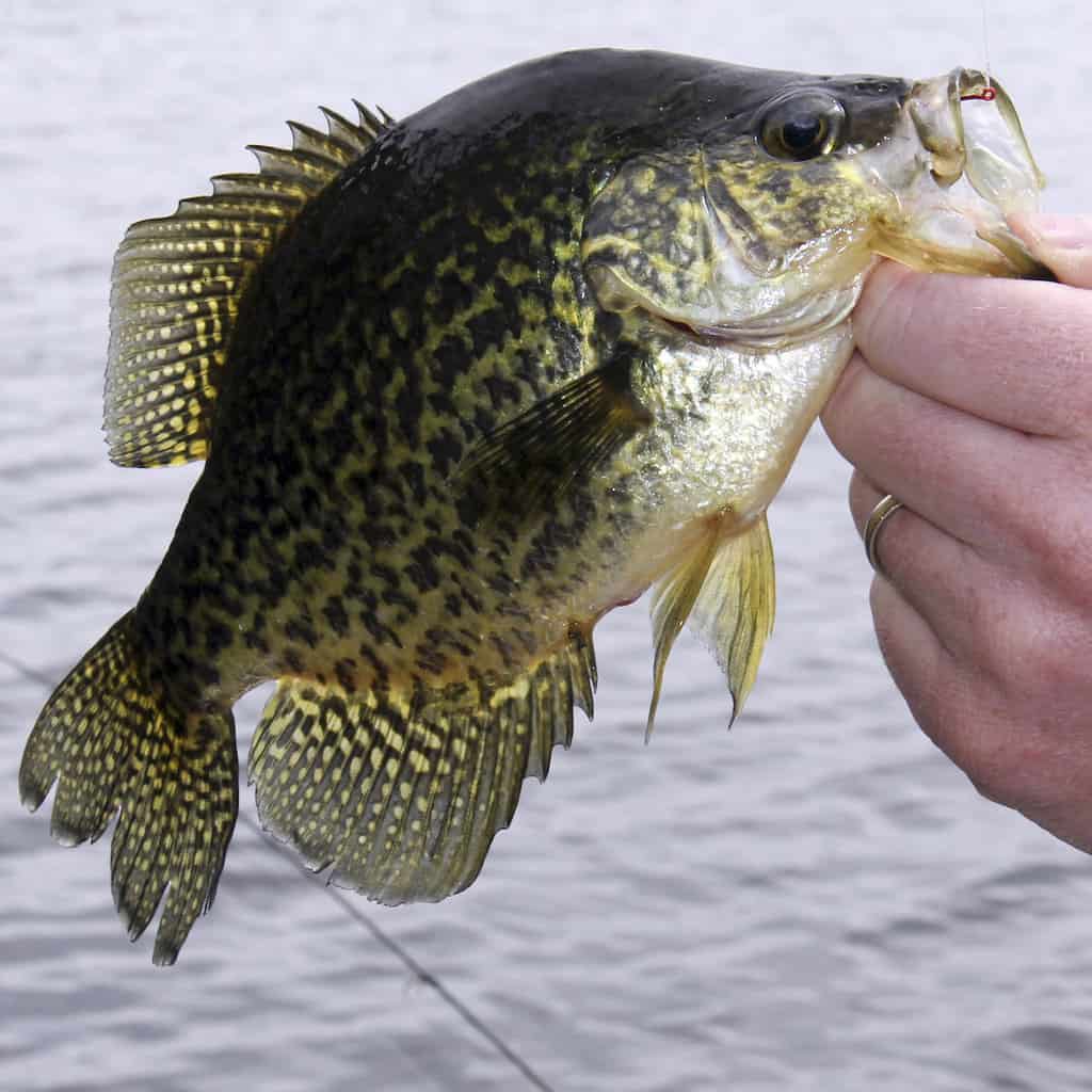 An angler holds a crappie by the lip after catching it in a lake, with water shown in background.