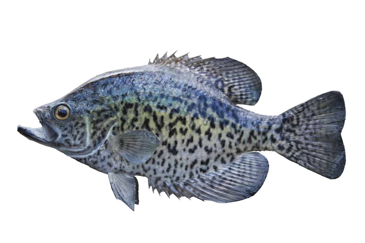 A black crappie isolated on a white background.
