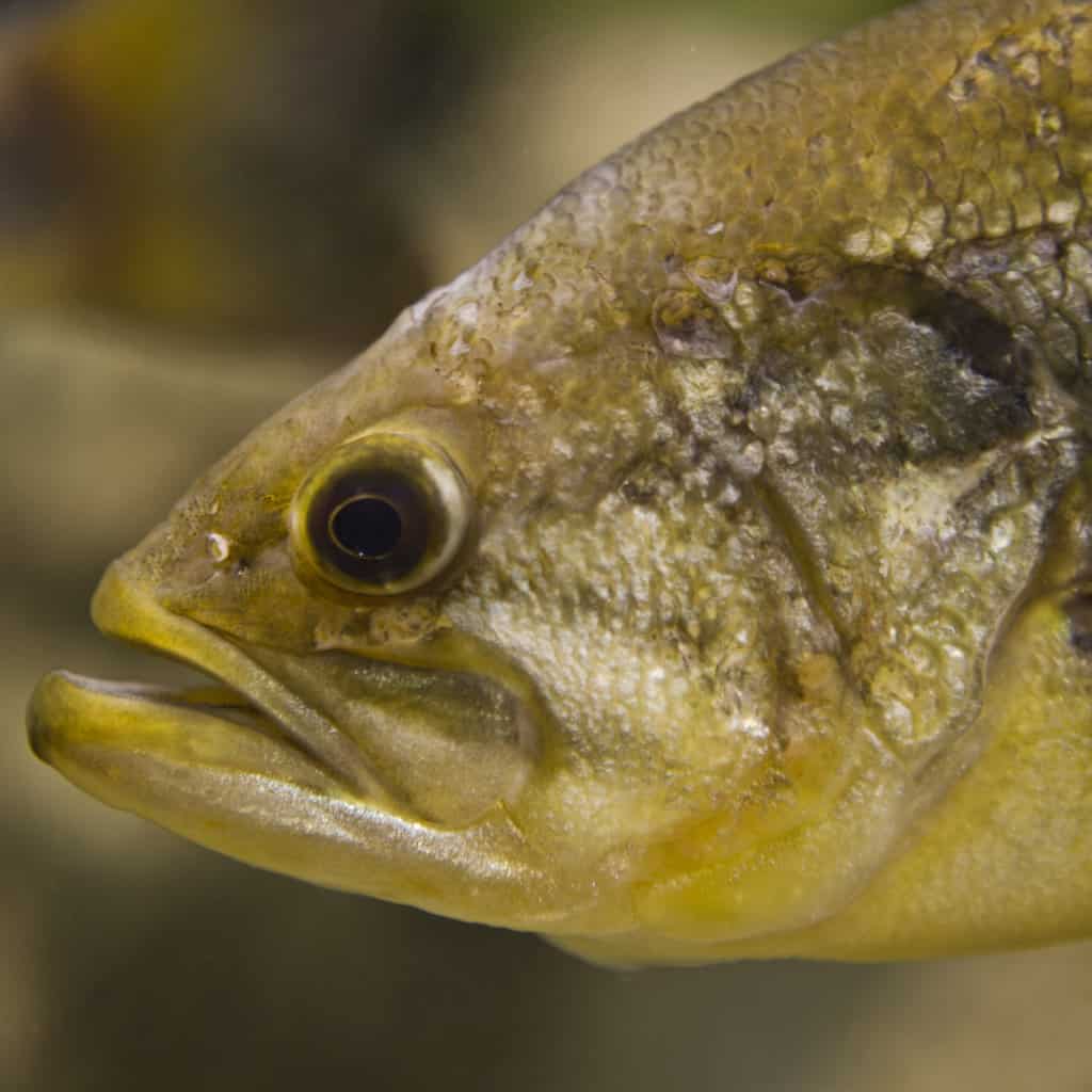 Closeup of a largemouth bass underwater.