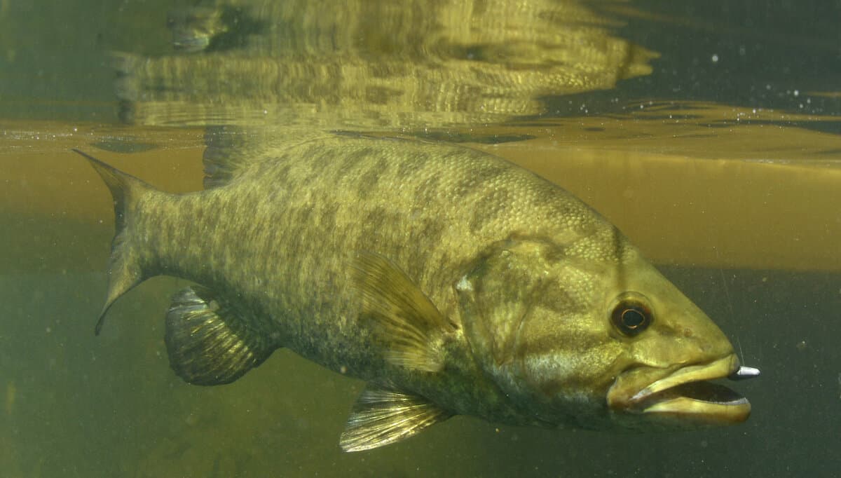 Closeup of a smallmouth bass underwater with a hook in its mouth.