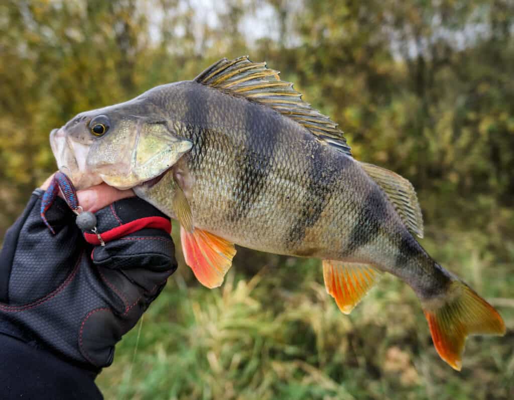 Trout Perch Habitats At Harry Reese Blog