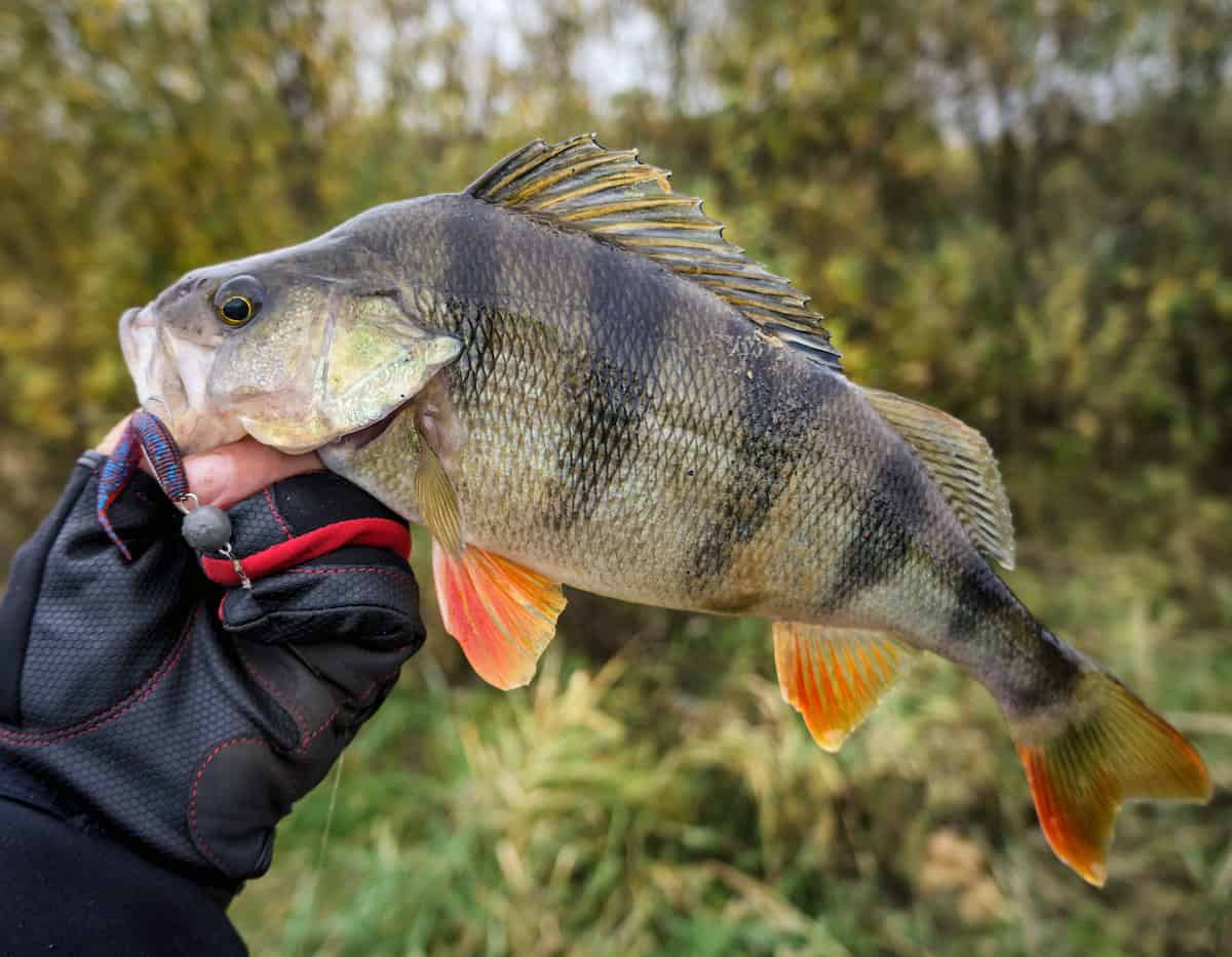 A beautiful yellow perch with bright orange lower fins held by a gloved hand.