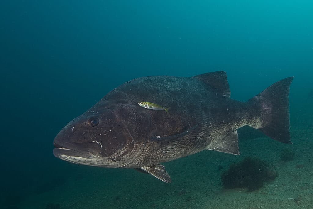 Underwater photograph of a giant black sea bass on a reef near Los Angeles.