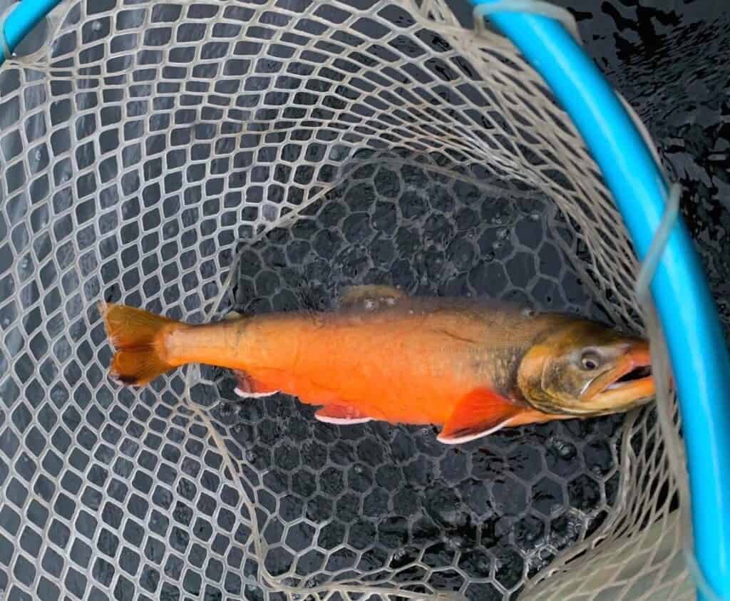 A bright orange Maine charr in a fishing net before release.
