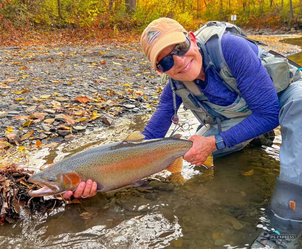 A woman leaning over a stream she was fishing holds a beautifully colored steelhead she caught fishing in Upstate New York.