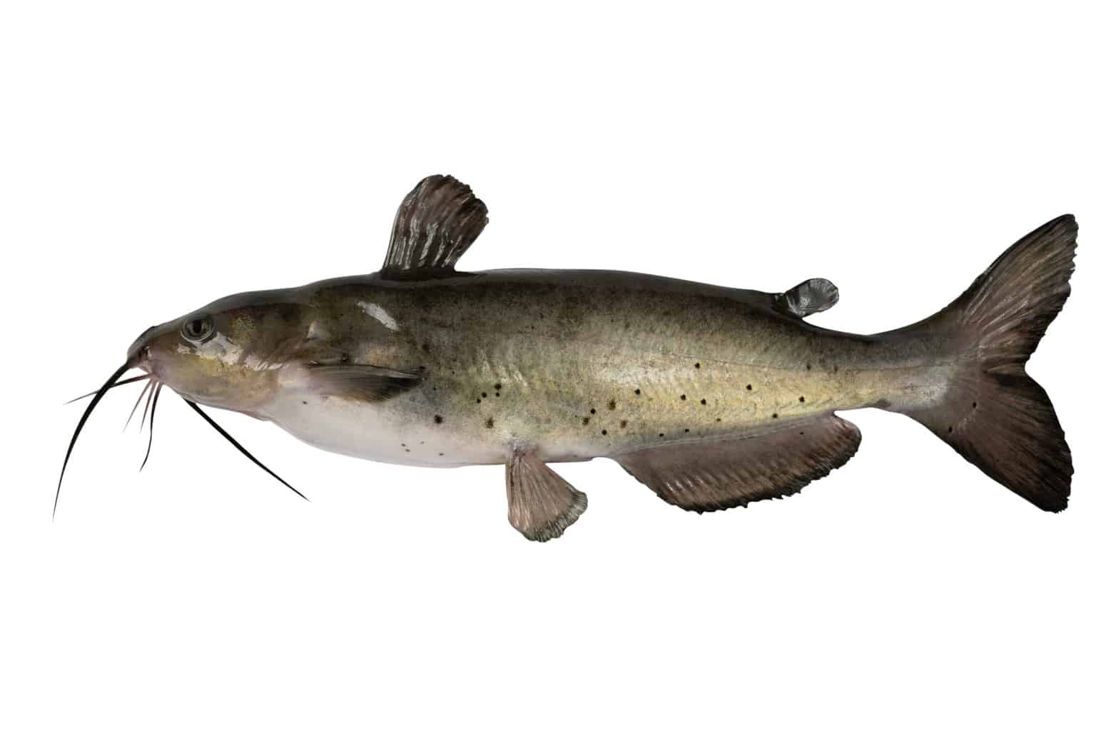 A channel catfish isolated on a white background to show spots and forked tail.