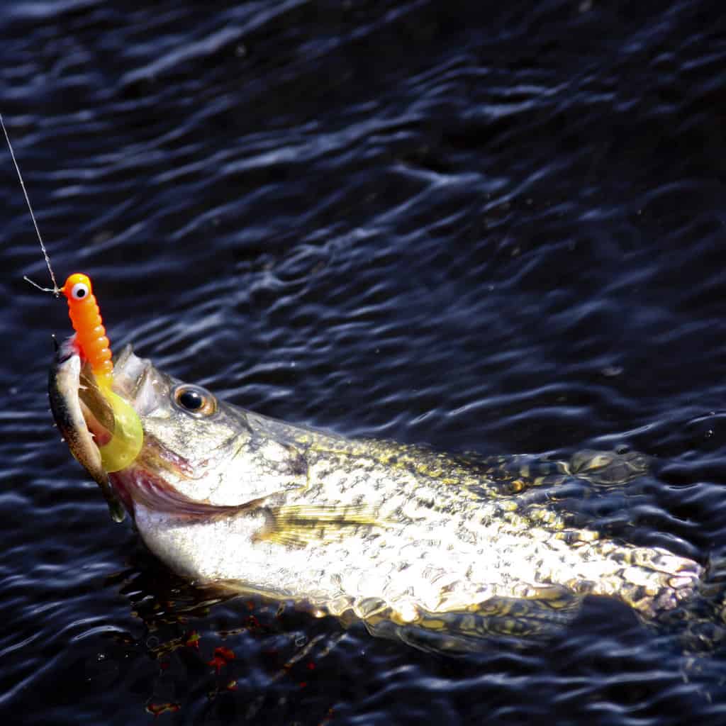Crappie fish on top of water with an orange fishing jig in its mouth.