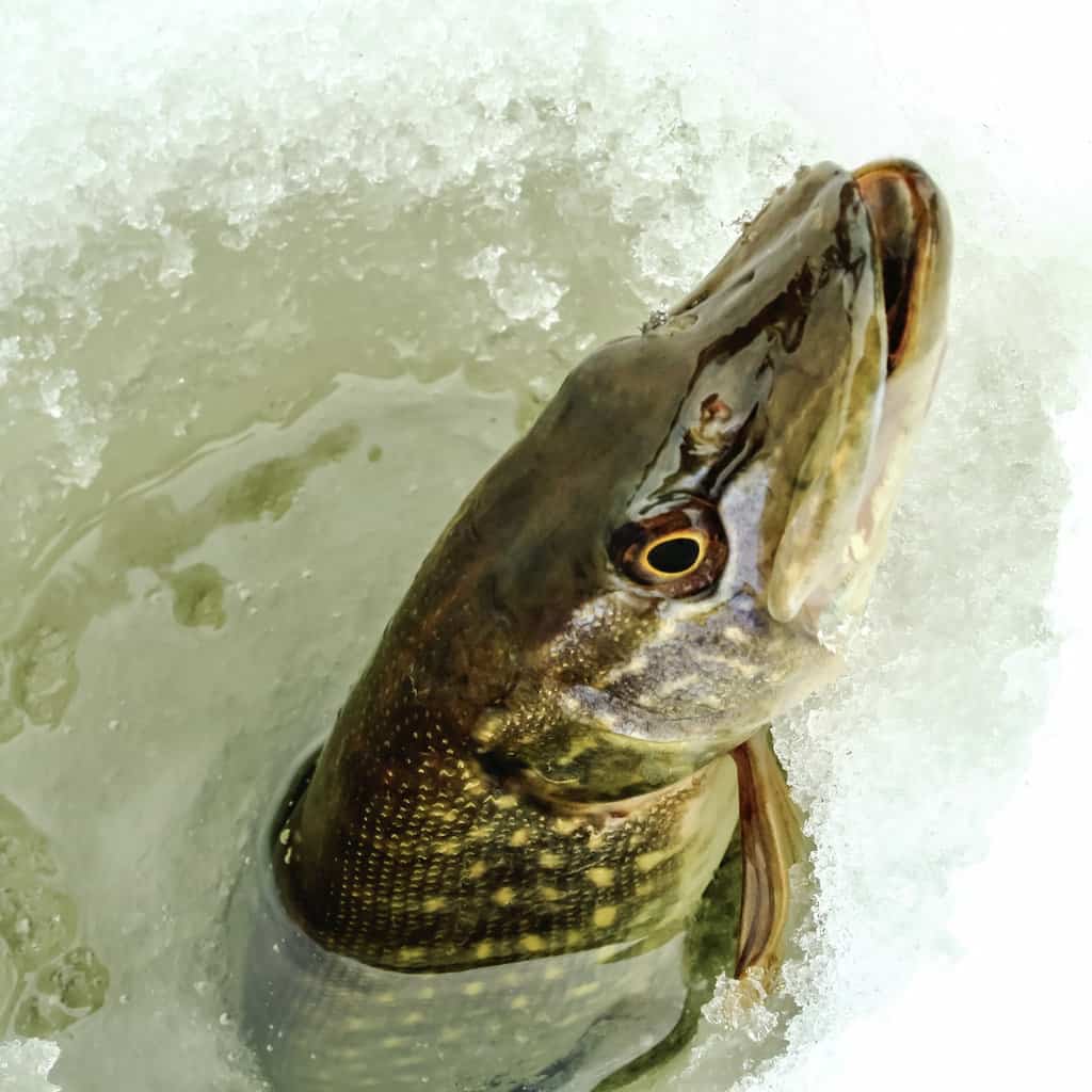 A northern pike's head comes up through a hole in the ice after being caught while ice fishing.