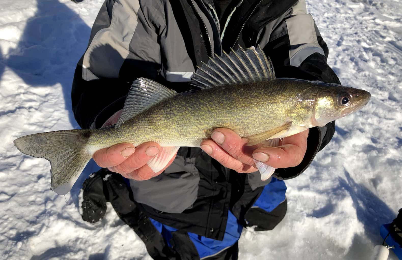 Close-up of an angler's hands holding a walleye caught while ice fishing in Wisconsin, with the surface of a frozen lake behind.