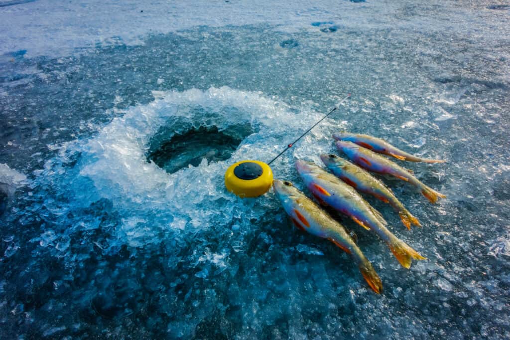 Ice fishing gear and five yellow perch caught fishing on a frozen lake.