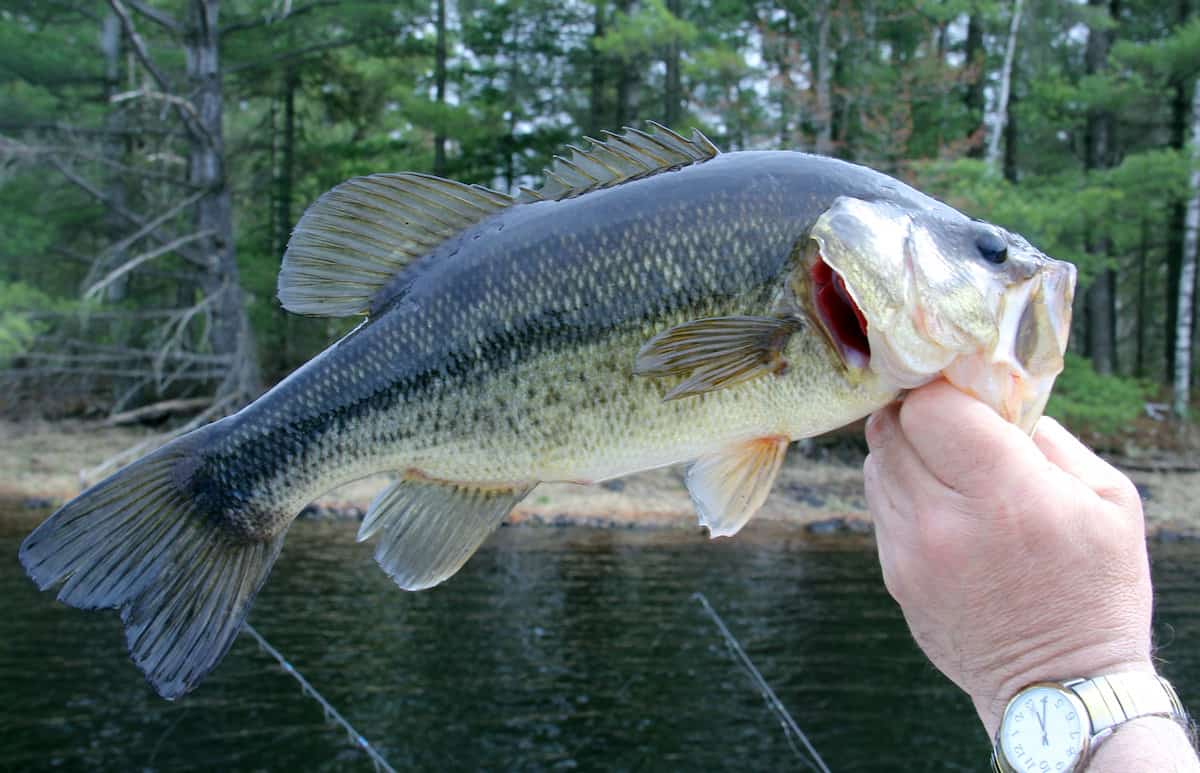 An angler's hand holds a largemouth bass horizontally by the lip with a fishing lake in the background.