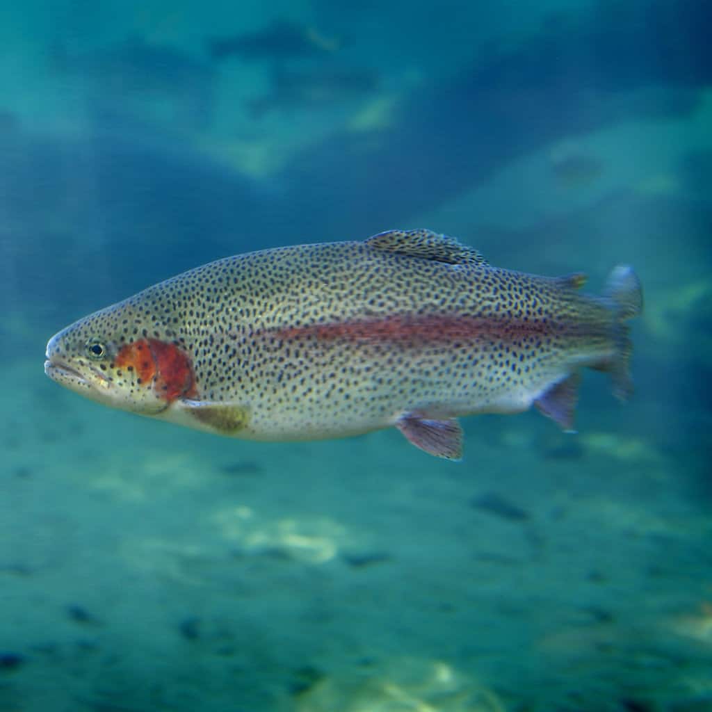 Underwater view of a swimming rainbow trout in blue-green water.