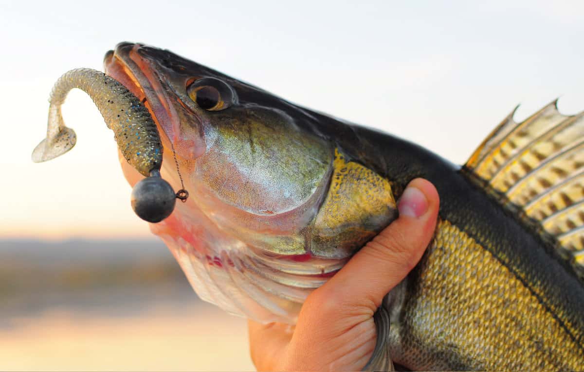 Closeup of a walleye with a lead-headed jig and soft paddle tail fishing lure in its mouth, held in a hand.