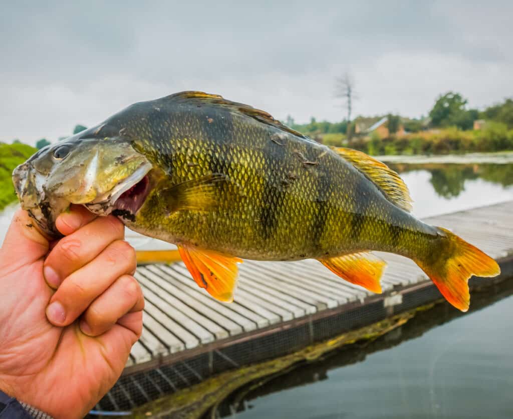 6 Best Yellow Perch Fishing Lakes In Indiana Best Fishing In America