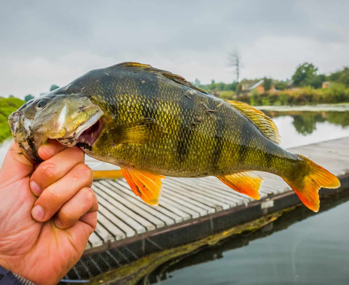 A yellow perch held by the lips by an angler's hand, with a dock and fishing lake in the background.