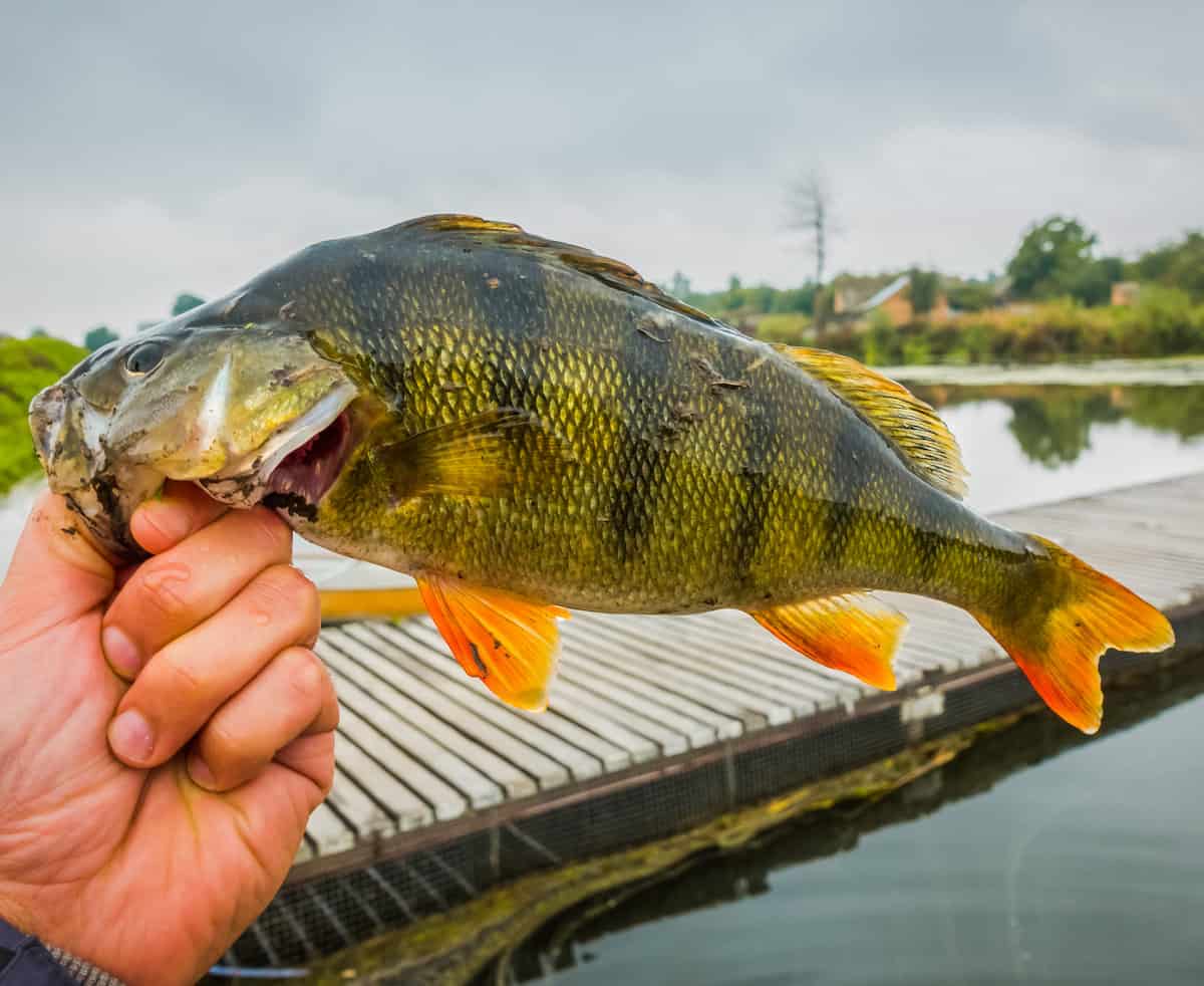 6 Best Yellow Perch Fishing Lakes in Indiana Best Fishing in America