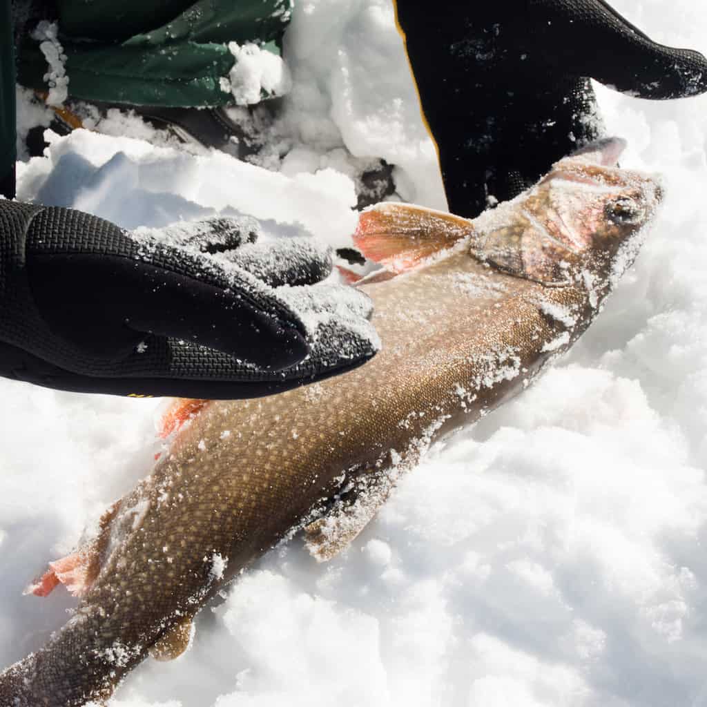 A trout in the snow after during an ice fishing trip to Lake Granby, one of the best ice fishing spots in Colorado.