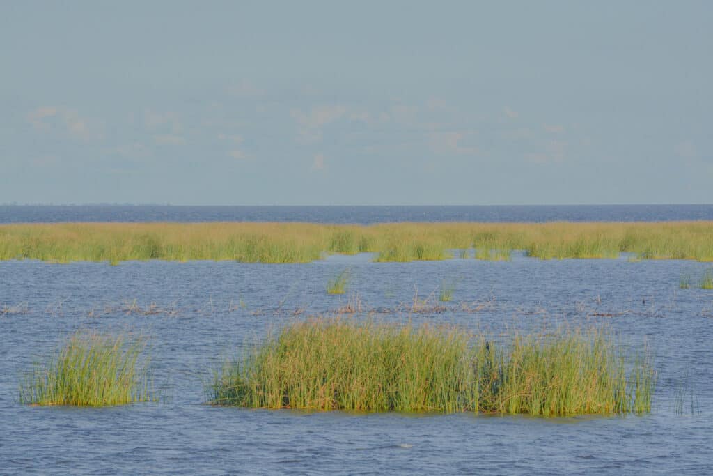 The grassy shorelines of Lake Okeechobee attract spawning crappies in the late winter and early spring, great times to catch speckled perch in this huge Florida lake.