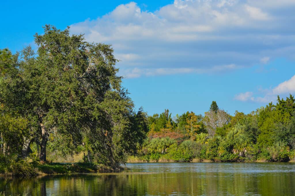 Scenic photo of Lake Seminole with overhanging trees on its banks, forming excellent crappie fishing habitat.