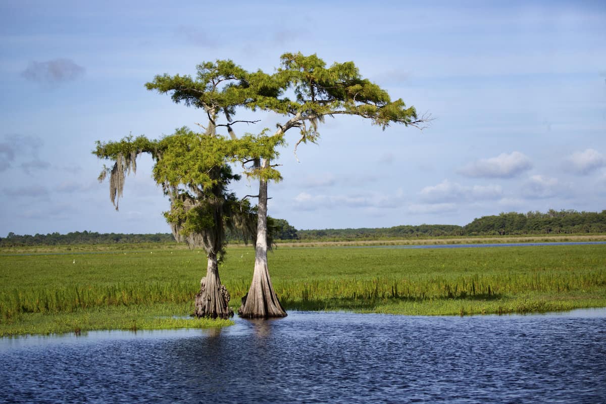 Two cypress trees grow along a weedy shoreline of the St. Johns River in Florida, providing excellent bass cover.