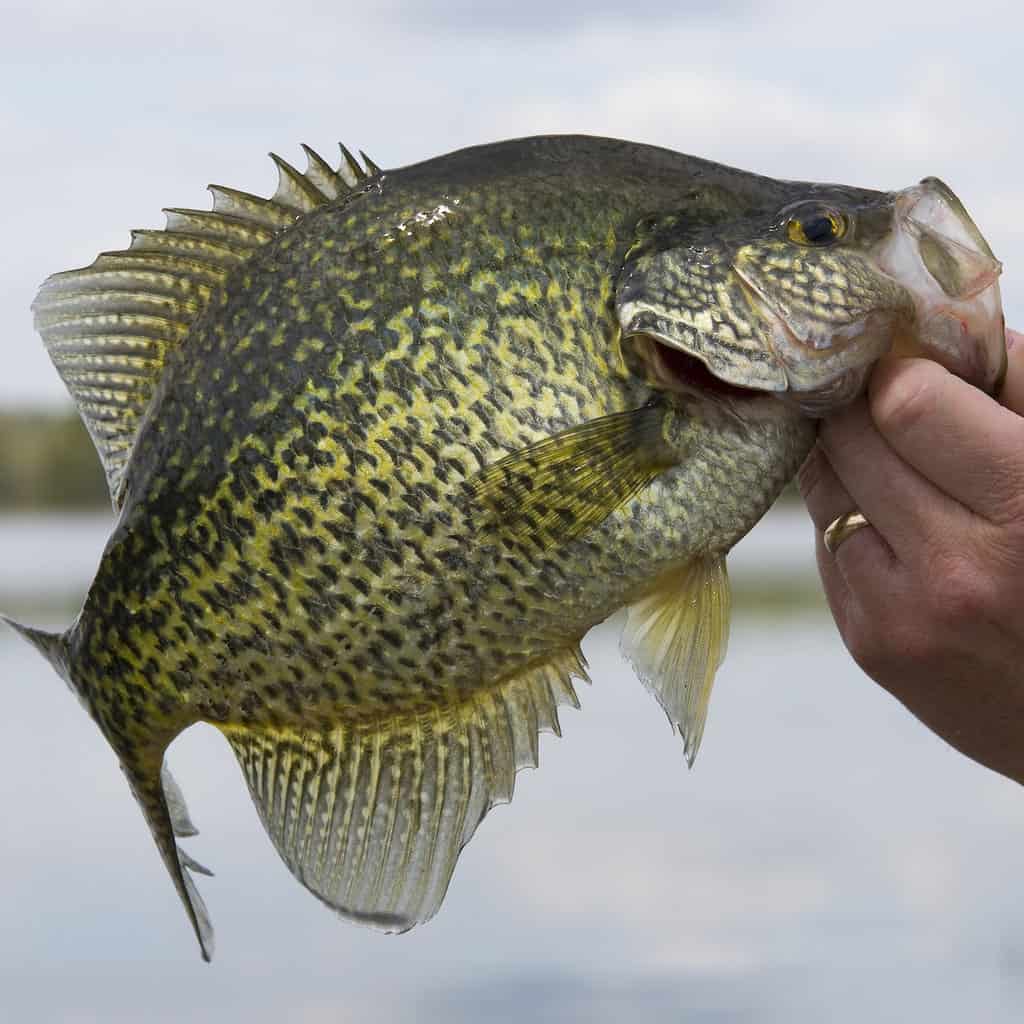 Closeup of a black crappie held in an angler's fingers.