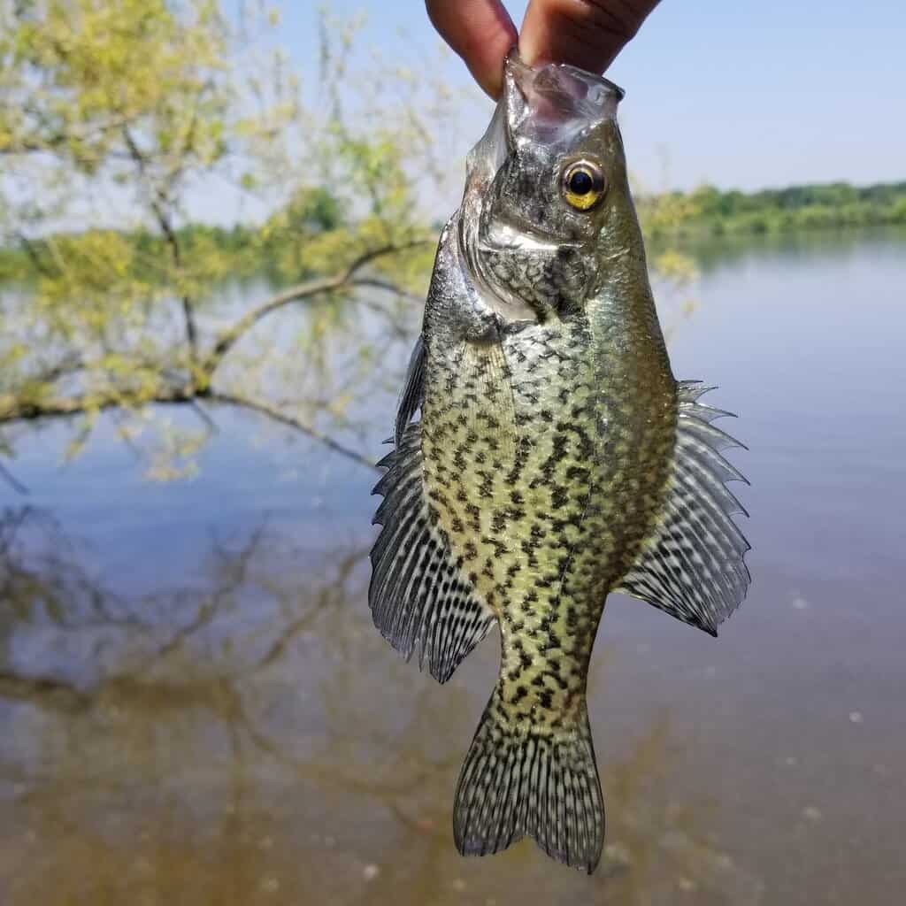 An anglers fingers hold a crappie by the mouth before release into a lake in the background.
