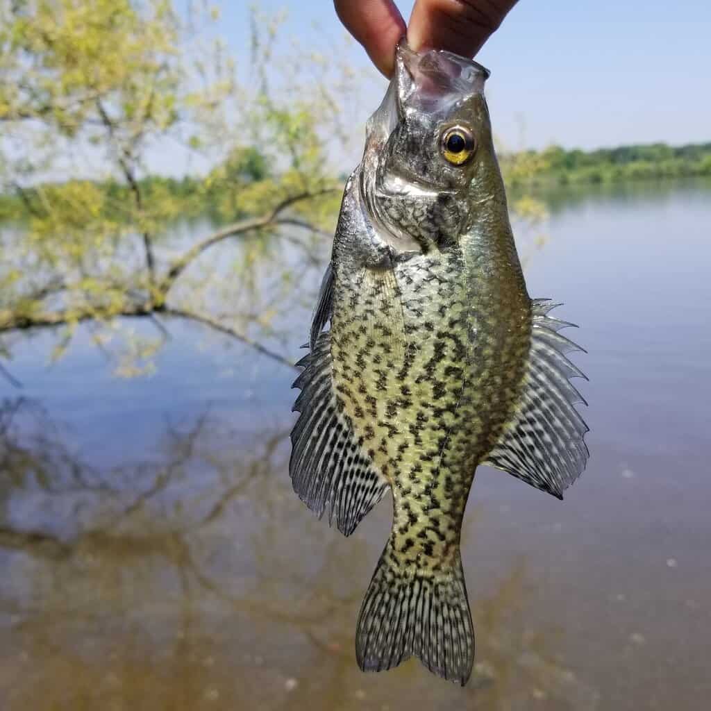 15 Best Crappie Fishing Lakes and Rivers in Missouri - Best Fishing in  America