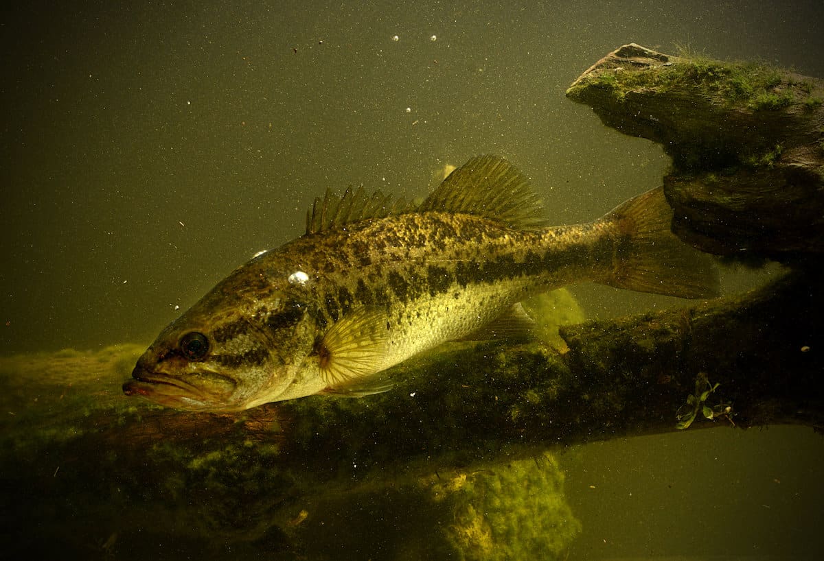 A largemouth bass underwater next to some large submerged branches.