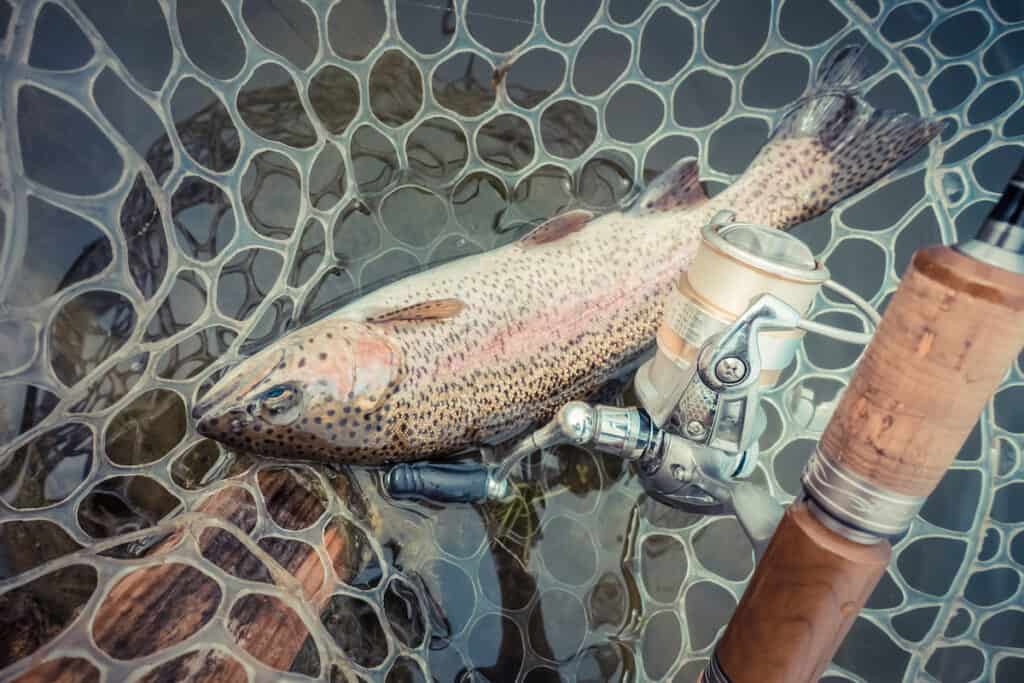 Closeup of a rainbow trout in a landing net with a fishing rod and reel at the side.