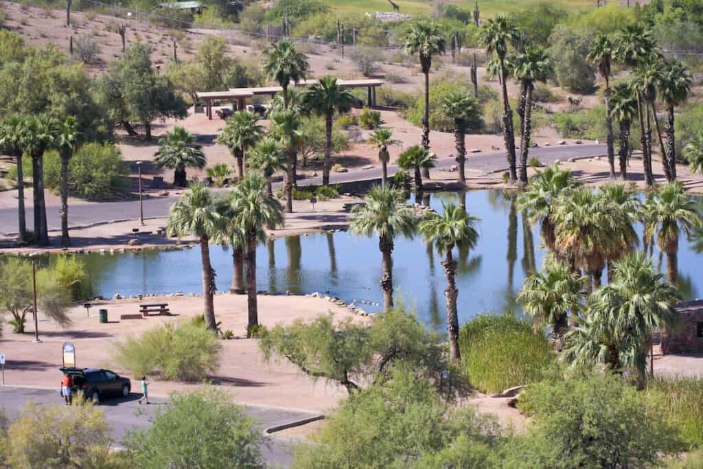 Palm trees and picnic tables surround one of the ponds in Papago Park in Phoenix.