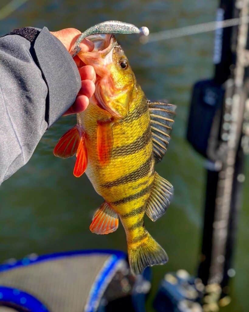 An angler's hand holding a brightly colored yellow perch caught on a bass lure while fishing Candlewood Lake.