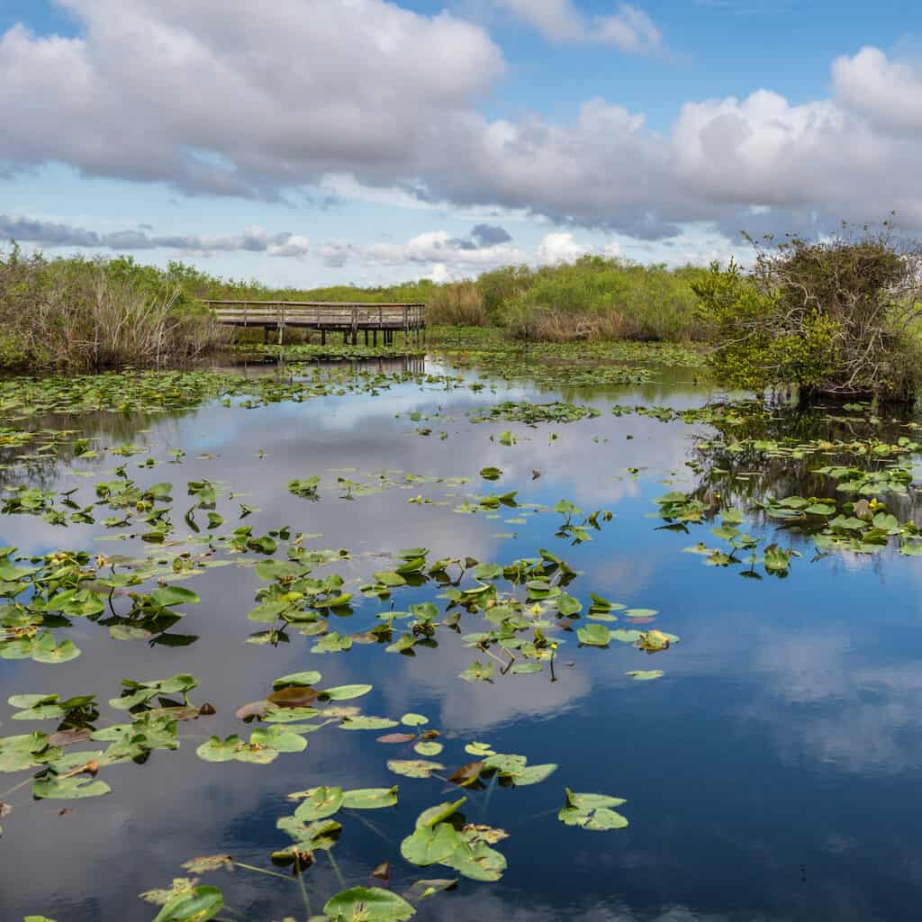 Scenic view of a boardwalk, lily pads and shoreline brush, the type of structure that holds bass in the Florida Everglades.