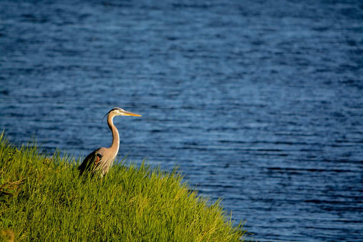 A great blue heron on a grassy bank looks over Lake Okeechobee, where there is excellent fishing for birds and humans alike.