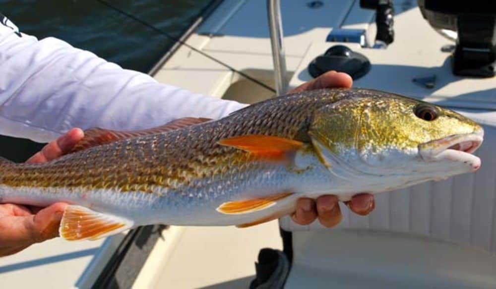 13 Best Redfish Fishing Spots in Florida Best Fishing in America