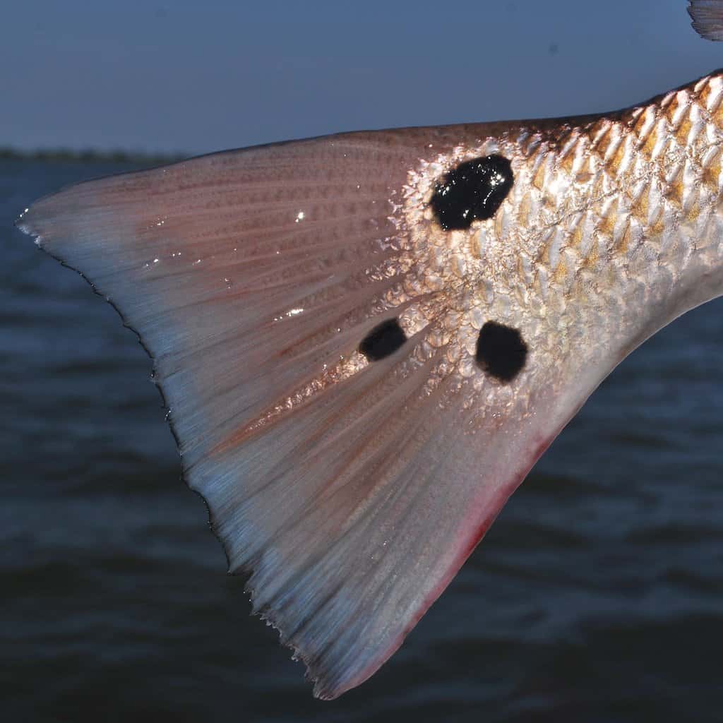 Closeup view of the dark spots on a bright tail of a redfish caught fishing along the Florida Panhandle.