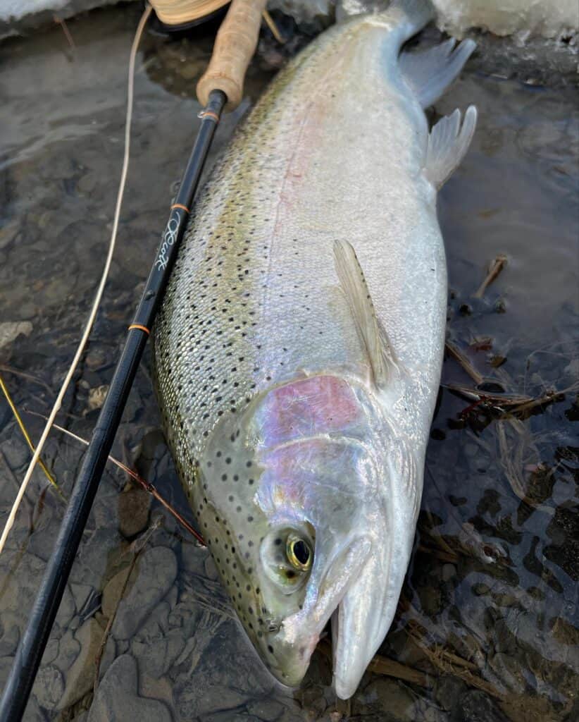 A steelhead lays on wet ground prior to release, with a fishing rod next to it.