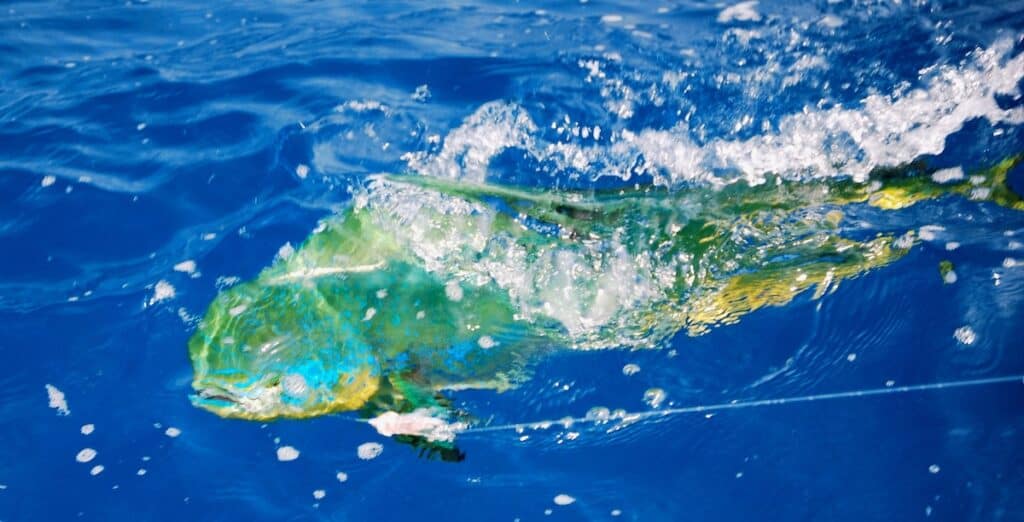 A brightly colored green, blue and yellow mahi-mahi on a fishing line in the Atlantic Ocean off New York.