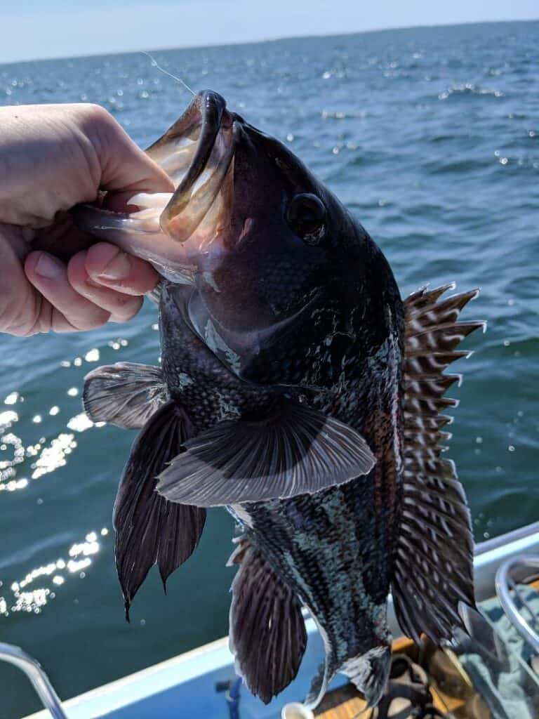 An angler's hand holds the lip of a black sea bass caught while fishing in Long Island Sound, which borders Montauk.