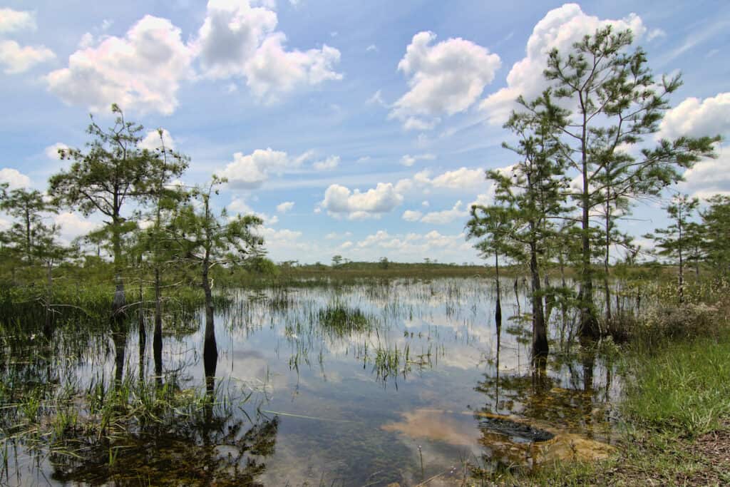 Scenic of swampy water with grass and mangrove trees in the Florida Everglades, prime fishing spots for bass and other gamefish.