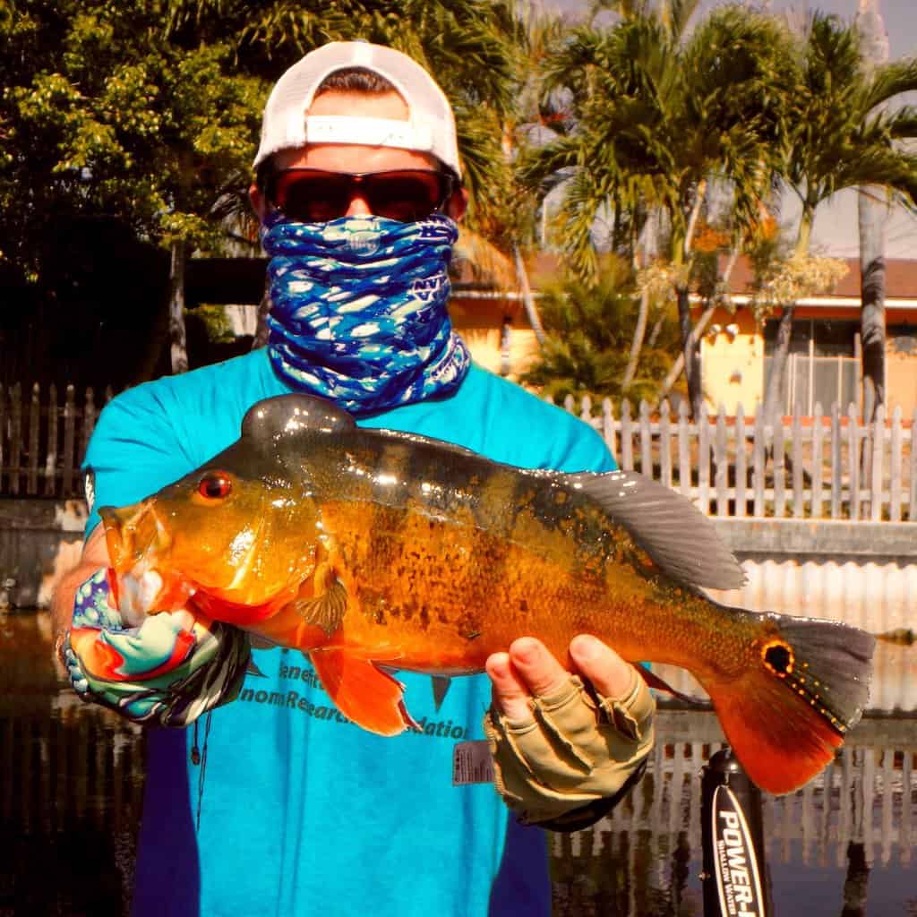 Anglers with handkerchief over face holds a peacock bass he caught fishing in a canal at the edge of the Florida Everglades, with palm trees and homes in the background.